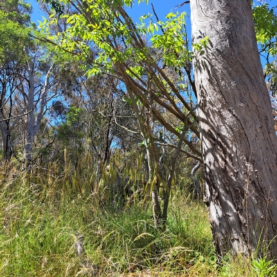 Celtis australis (Nettle Tree) at Hackett, ACT - 6 Dec 2022 by abread111