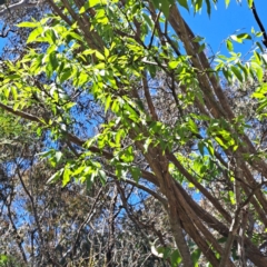 Celtis australis at Hackett, ACT - 7 Dec 2022 10:22 AM