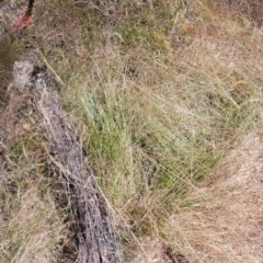 Nassella trichotoma (Serrated Tussock) at Hackett, ACT - 7 Dec 2022 by abread111