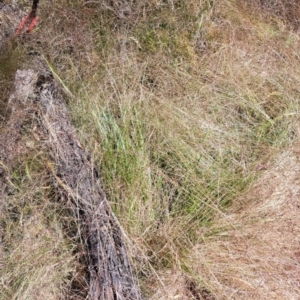 Nassella trichotoma at Hackett, ACT - 7 Dec 2022 10:40 AM