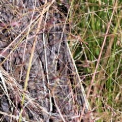 Nassella trichotoma at Hackett, ACT - 7 Dec 2022 10:40 AM