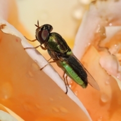 Odontomyia hunteri at Wodonga, VIC - 8 Dec 2022