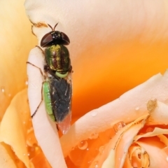 Odontomyia hunteri at Wodonga, VIC - 8 Dec 2022