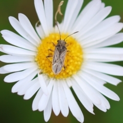 Nysius vinitor (Rutherglen bug) at Wodonga - 7 Dec 2022 by KylieWaldon