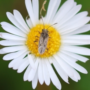 Nysius vinitor at Wodonga, VIC - 7 Dec 2022