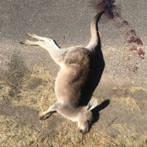 Macropus giganteus at Melba, ACT - 8 Dec 2022