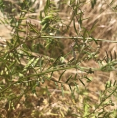 Vicia hirsuta (Hairy Vetch) at Crace, ACT - 8 Dec 2022 by walter