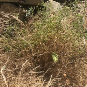 Vicia hirsuta at Crace, ACT - 8 Dec 2022