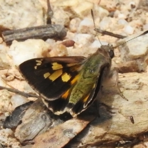 Trapezites phigalioides at Paddys River, ACT - 6 Dec 2022 11:17 AM