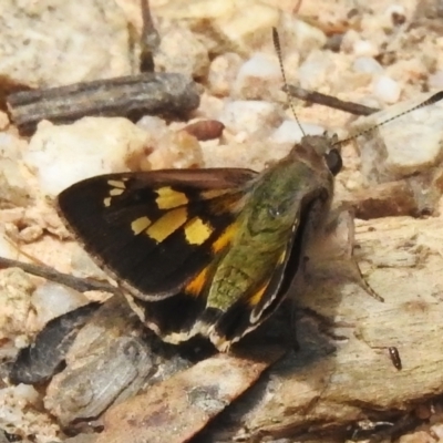 Trapezites phigalioides (Montane Ochre) at Tidbinbilla Nature Reserve - 6 Dec 2022 by JohnBundock