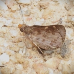 Trapezites phigalioides at Paddys River, ACT - 6 Dec 2022