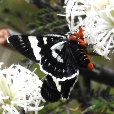 Phalaenoides glycinae (Grapevine Moth) at Tidbinbilla Nature Reserve - 6 Dec 2022 by JohnBundock