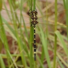 Synthemis eustalacta (Swamp Tigertail) at Paddys River, ACT - 5 Dec 2022 by JohnBundock