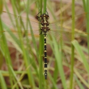 Synthemis eustalacta at Paddys River, ACT - 6 Dec 2022