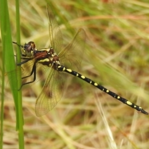 Synthemis eustalacta at Paddys River, ACT - 6 Dec 2022