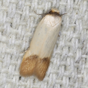 Tachystola stenoptera at O'Connor, ACT - 3 Dec 2022