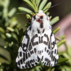 Spilosoma glatignyi (Black and White Tiger Moth) at Cotter River, ACT - 6 Dec 2022 by SWishart