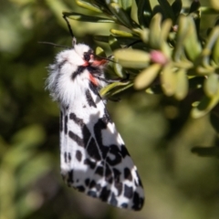 Ardices glatignyi at Cotter River, ACT - 7 Dec 2022