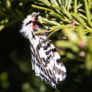 Ardices glatignyi at Cotter River, ACT - 7 Dec 2022 10:32 AM