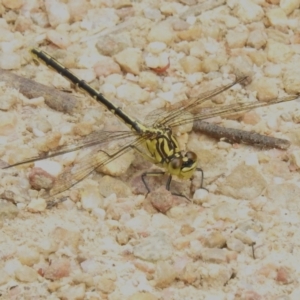 Austrogomphus guerini at Paddys River, ACT - 6 Dec 2022 11:26 AM