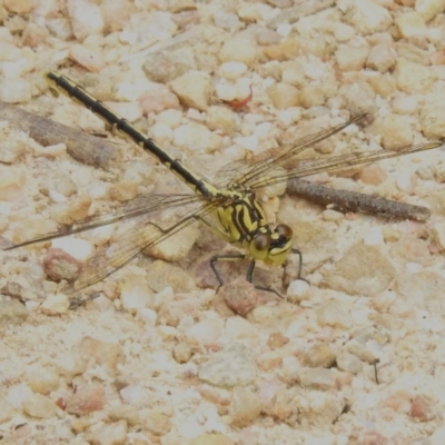 Austrogomphus guerini (Yellow-striped Hunter) at Tidbinbilla Nature Reserve - 6 Dec 2022 by JohnBundock