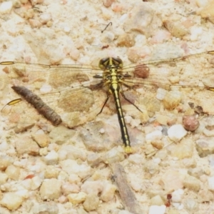 Austrogomphus guerini at Paddys River, ACT - 6 Dec 2022