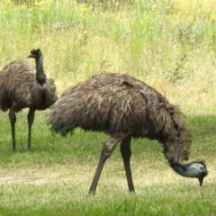 Dromaius novaehollandiae (Emu) at Paddys River, ACT - 6 Dec 2022 by JohnBundock