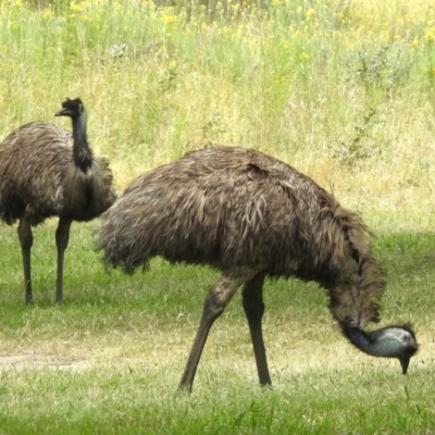 Dromaius novaehollandiae (Emu) at Tidbinbilla Nature Reserve - 6 Dec 2022 by JohnBundock