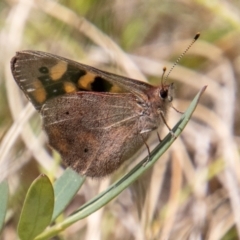 Argynnina cyrila (Forest Brown, Cyril's Brown) at Cotter River, ACT - 7 Dec 2022 by SWishart