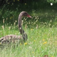 Cygnus atratus (Black Swan) at Gordon, ACT - 7 Dec 2022 by RodDeb