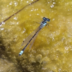 Ischnura heterosticta (Common Bluetail Damselfly) at Gordon Pond - 7 Dec 2022 by RodDeb