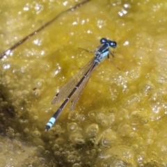 Ischnura heterosticta at Gordon, ACT - 7 Dec 2022 12:02 PM