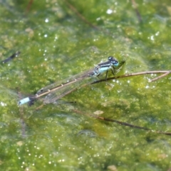 Ischnura heterosticta at Gordon, ACT - 7 Dec 2022 12:02 PM