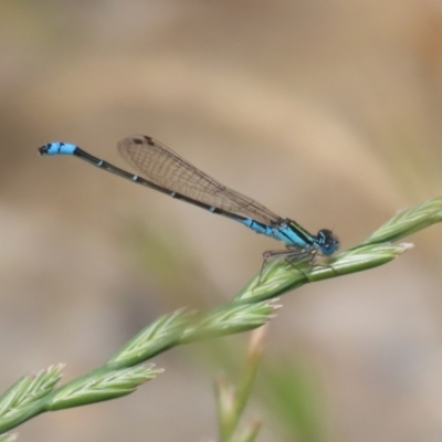 Austroagrion watsoni (Eastern Billabongfly) at Gordon Pond - 7 Dec 2022 by RodDeb