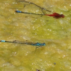 Austroagrion watsoni at Gordon, ACT - 7 Dec 2022 12:18 PM