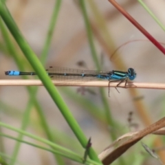 Austroagrion watsoni at Gordon, ACT - 7 Dec 2022 12:18 PM