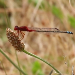 Xanthagrion erythroneurum (Red & Blue Damsel) at Gordon Pond - 7 Dec 2022 by RodDeb