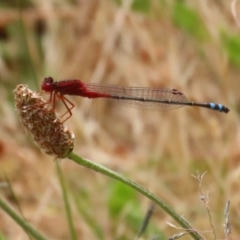 Xanthagrion erythroneurum at Gordon, ACT - 7 Dec 2022