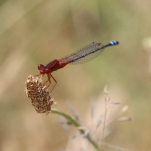 Xanthagrion erythroneurum at Gordon, ACT - 7 Dec 2022