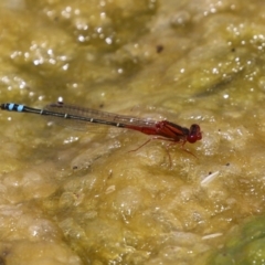 Xanthagrion erythroneurum at Gordon, ACT - 7 Dec 2022