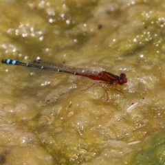 Xanthagrion erythroneurum at Gordon, ACT - 7 Dec 2022