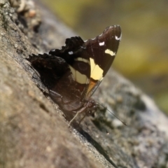 Vanessa itea (Yellow Admiral) at Gordon, ACT - 7 Dec 2022 by RodDeb