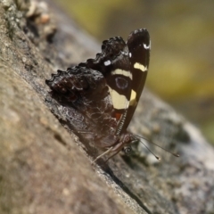 Vanessa itea at Gordon, ACT - 7 Dec 2022 11:57 AM