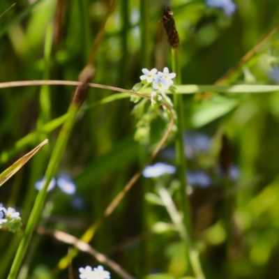 Myosotis laxa subsp. caespitosa (Water Forget-me-not) at Gordon, ACT - 7 Dec 2022 by RodDeb