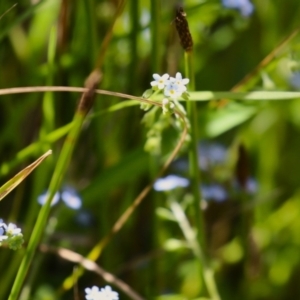 Myosotis laxa subsp. caespitosa at Gordon, ACT - 7 Dec 2022