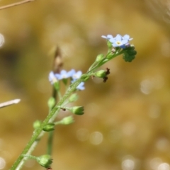 Myosotis laxa subsp. caespitosa at Gordon, ACT - 7 Dec 2022