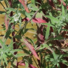 Epilobium hirtigerum (Hairy Willowherb) at Gordon, ACT - 7 Dec 2022 by RodDeb