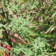 Epilobium hirtigerum at Gordon, ACT - 7 Dec 2022