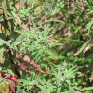 Epilobium hirtigerum at Gordon, ACT - 7 Dec 2022 11:34 AM