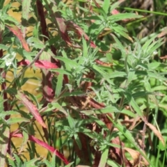 Epilobium hirtigerum at Gordon, ACT - 7 Dec 2022